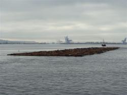 Raft of logs with seal hitchhikers near Tacoma
